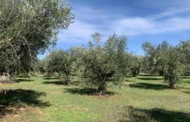 Κουμαριά Μεσσηνης
