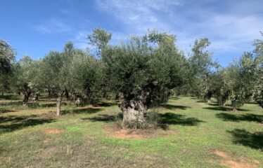 Κουμαριά Μεσσηνης