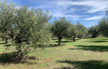 Κουμαριά Μεσσηνης