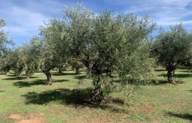 Κουμαριά Μεσσηνης