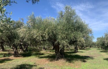 Κουμαριά Μεσσηνης