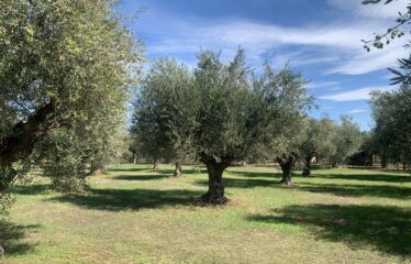 Κουμαριά Μεσσηνης