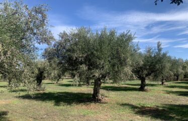 Κουμαριά Μεσσηνης
