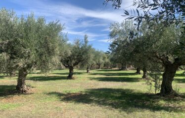 Κουμαριά Μεσσηνης