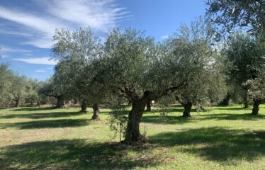 Κουμαριά Μεσσηνης