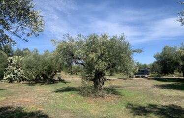 Κουμαριά Μεσσηνης