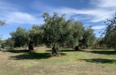 Κουμαριά Μεσσηνης