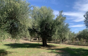 Κουμαριά Μεσσηνης