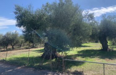 Κουμαριά Μεσσηνης