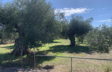 Κουμαριά Μεσσηνης