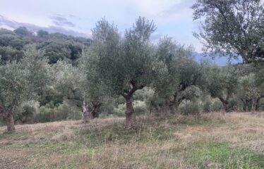 Αγροτεμάχιο με μικρή οικία