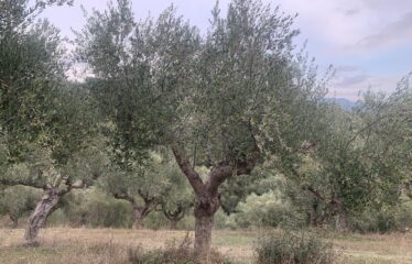 Αγροτεμάχιο με μικρή οικία
