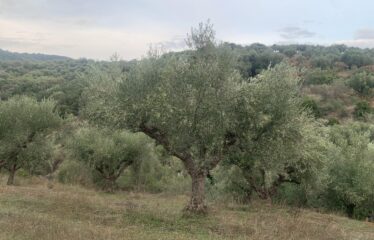 Αγροτεμάχιο με μικρή οικία