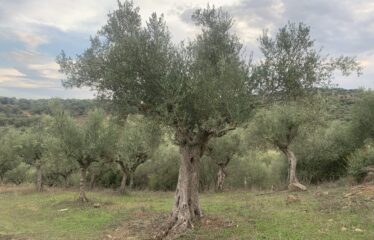Αγροτεμάχιο με μικρή οικία