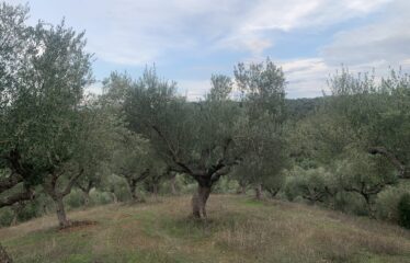 Αγροτεμάχιο με μικρή οικία