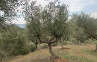 Αγροτεμάχιο με μικρή οικία