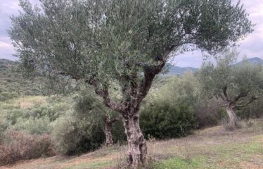 Αγροτεμάχιο με μικρή οικία