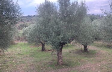 Αγροτεμάχιο με μικρή οικία