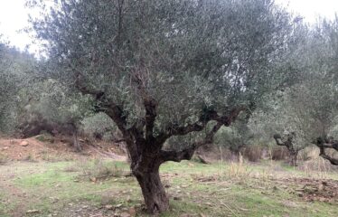 Αγροτεμάχιο με μικρή οικία