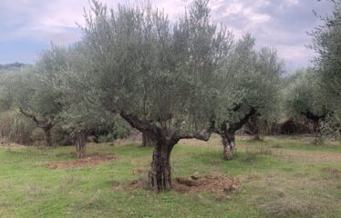 Αγροτεμάχιο με μικρή οικία