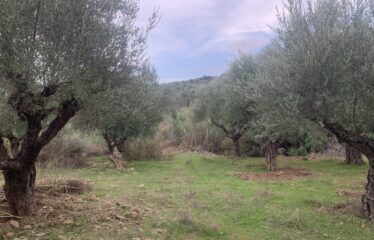 Αγροτεμάχιο με μικρή οικία