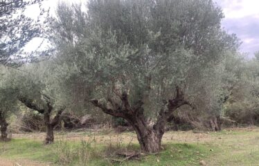 Αγροτεμάχιο με μικρή οικία