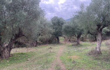 Αγροτεμάχιο με μικρή οικία