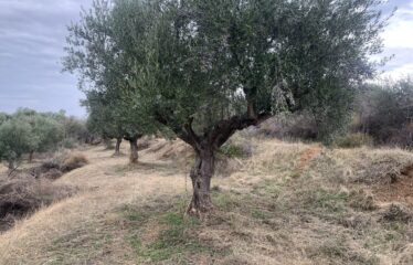 Ελαιοπεριβολο Βαλυρα