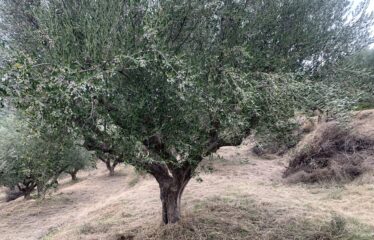 Ελαιοπεριβολο Βαλυρα