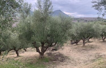 Ελαιοπεριβολο Βαλυρα