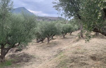 Ελαιοπεριβολο Βαλυρα