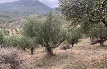Ελαιοπεριβολο Βαλυρα