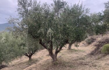 Ελαιοπεριβολο Βαλυρα