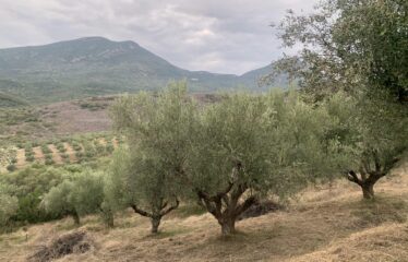 Ελαιοπεριβολο Βαλυρα