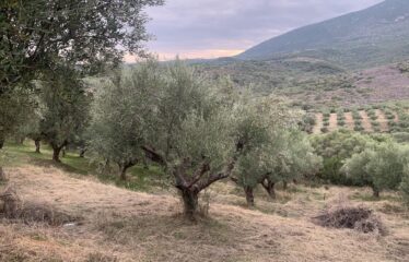 Ελαιοπεριβολο Βαλυρα