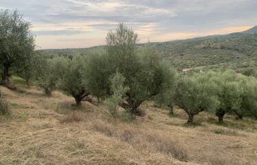Ελαιοπεριβολο Βαλυρα