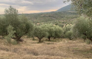 Ελαιοπεριβολο Βαλυρα
