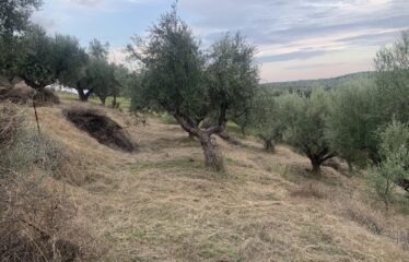 Ελαιοπεριβολο Βαλυρα