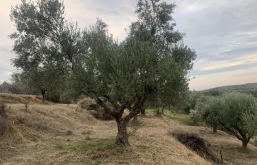 Ελαιοπεριβολο Βαλυρα