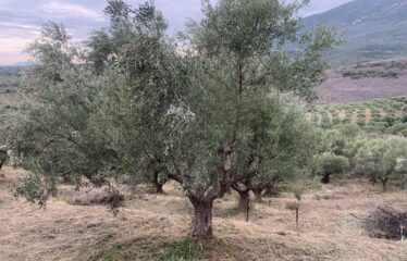 Ελαιοπεριβολο Βαλυρα