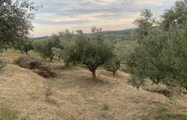 Ελαιοπεριβολο Βαλυρα