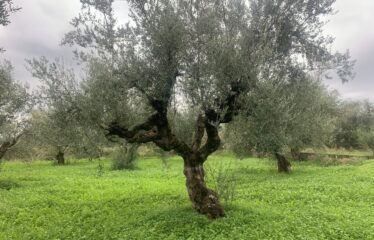 Αγροτεμάχιο