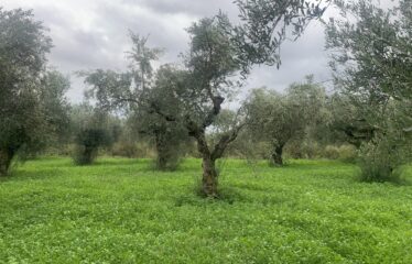 Αγροτεμάχιο