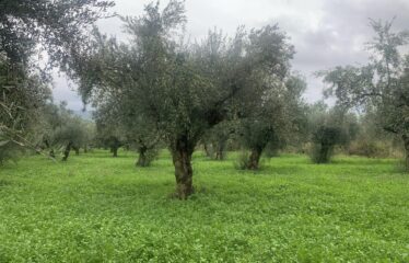 Αγροτεμάχιο