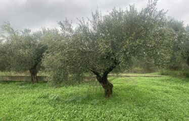 Αγροτεμάχιο