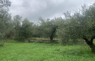 Αγροτεμάχιο