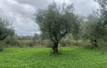 Αγροτεμάχιο