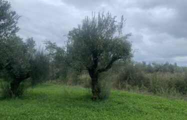 Αγροτεμάχιο