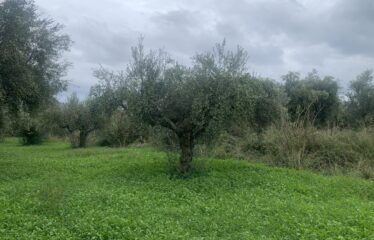 Αγροτεμάχιο