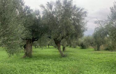 Αγροτεμάχιο